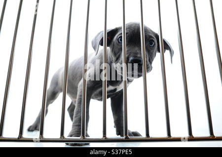 Un chien triste avec des yeux bleus derrière des barreaux dans une maison de chiens. Banque D'Images