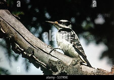 Oiseaux nord-américains, oiseaux d'Amérique du Nord , pic charnu, oiseau, nature, bois, forêt, plumes, vol, amoureux de la nature Banque D'Images