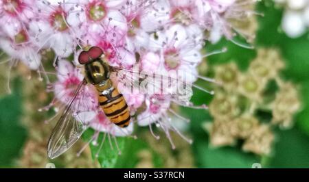 Survole de marmelade (Episyrphus balteatus) sur fleur rose Banque D'Images