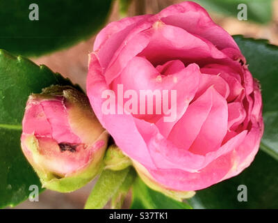 Joli bourgeons de Camellia rose dans le processus de floraison Banque D'Images