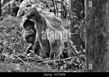 Orang-outan Banque D'Images