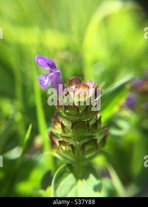 Self heal Banque D'Images