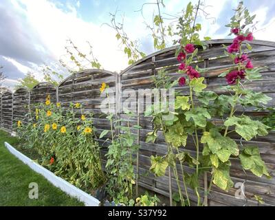 Fleurs, nature, Banque D'Images