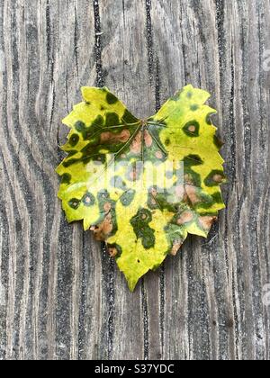 Feuilles colorées changeantes sur fond de bois Banque D'Images