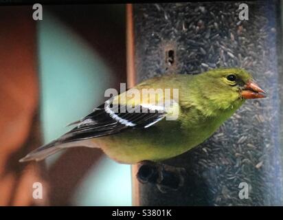 American Goldfinch, Spinus tristis, femme, oiseaux nord-américains, oiseaux d'Amérique du Nord, oiseau, mangeoire du niger, faune, jaune, or Banque D'Images