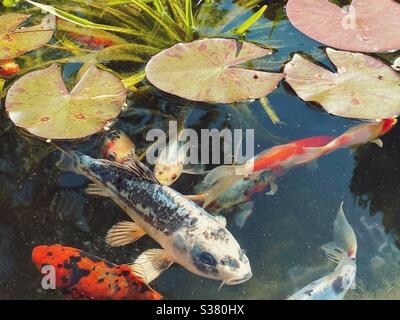 Poissons nageant à la surface d'un étang au Royaume-Uni Banque D'Images