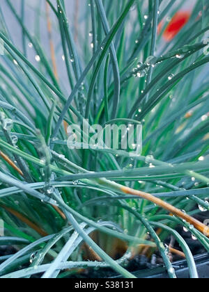 Elie Blue Fescue herbe recouverte de gouttelettes d'eau Banque D'Images