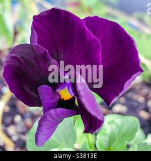 Fleur de pansy veloutée violet profond Banque D'Images