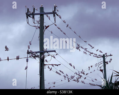 Les oiseaux d'une plume affluent ensemble, les oiseaux sur un fil, les lignes électriques Banque D'Images