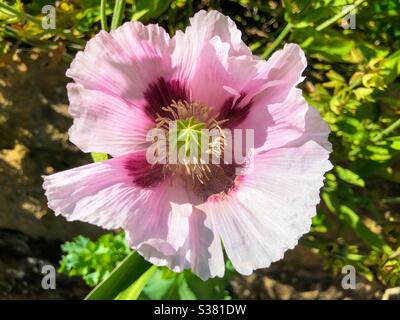 Pavot à opium rose et violet en fleur Banque D'Images