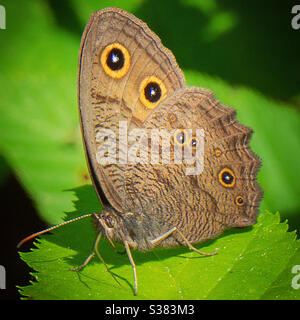 Bois papillon commun nymphe Banque D'Images