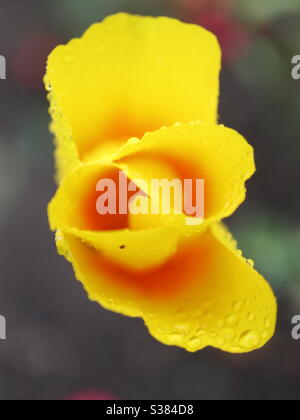 Coquelicot et raindrops de Californie Banque D'Images