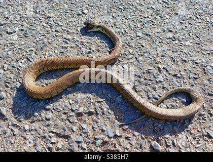 Serpent d'herbe morte sur la route Banque D'Images