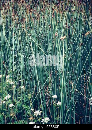 Perdu dans un grand champ d'herbe vert Banque D'Images