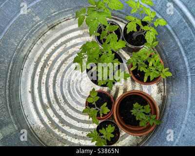 Jeunes plants de tomates vus d'en haut de la vue poussant dans des pots étant trempés dehors avant d'être plantés dans le jardin. Grappoli d’Inverno tomates d’hiver italiennes. Banque D'Images