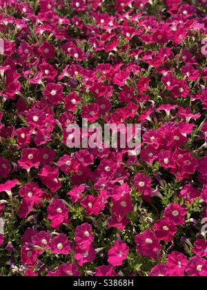 Pansies en parterre fleuri Banque D'Images