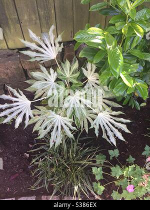 Fausse plante d'huile de ricin avec des feuilles effrayantes inhabituelles Banque D'Images