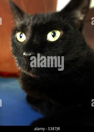 Portrait du beau chat Bombay avec les yeux verts magnifiques, sauvé comme un petit chaton, femelle complètement vetté, qui vit maintenant comme compagnon intérieur domestique ou américain chat noir shorthair Banque D'Images