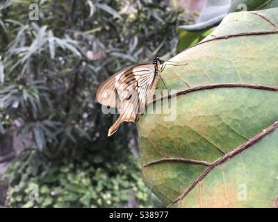 Joli papillon assis sur une feuille de plante Banque D'Images