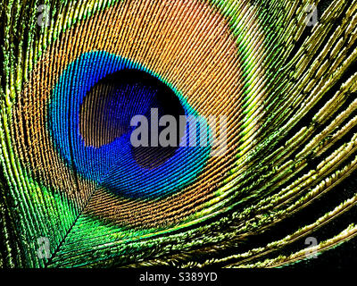 Gros plan d'une plume de paon sur fond noir Banque D'Images