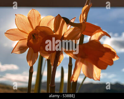 Jonquilles avec effets pour regarder orange contre un ciel bleu avec des nuages blancs moelleux Banque D'Images