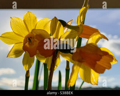 Jonquilles jaune doré sur ciel bleu Banque D'Images