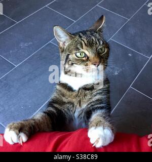 Chat et griffes Banque D'Images