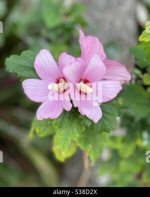 Rose rose de Sharon, hibiscus commun, fleurs Banque D'Images