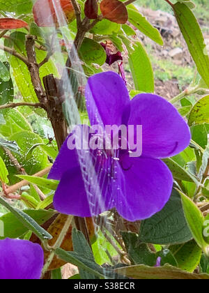 Fleur pourpre intense de Tibouchina fleurant dans le jardin avec une toile d'araignées étirées à travers l'avant de celui-ci Banque D'Images