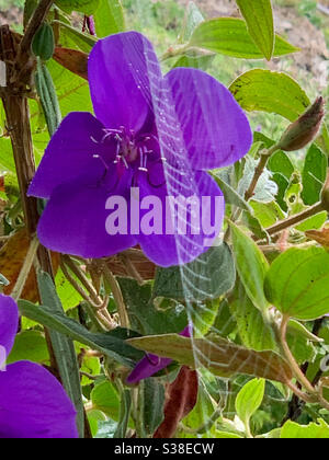 Treillis comme araignées web accrochée comme un filet à l'avant D'une fleur pourpre de Tibouchina Banque D'Images