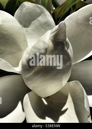 Fleur de Magnolia Banque D'Images