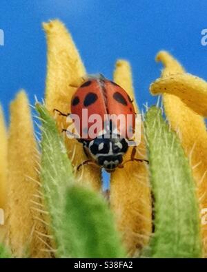Ladybird avec 11 taches sur la fleur jaune Banque D'Images
