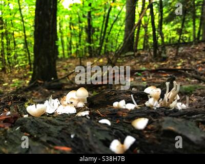 Gros plan des champignons dans la forêt nationale des montagnes blanches du New Hampshire. Banque D'Images