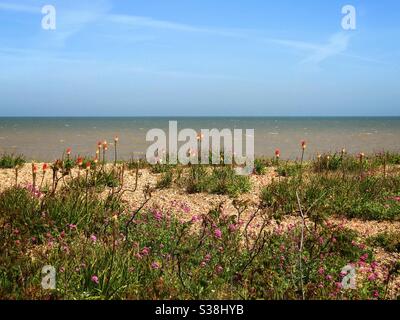 Les Red Hot Pokers grandissent sur la plage à Kingsdown Kent, Royaume-Uni Banque D'Images