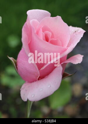 Rose d'été Rose après une douche de pluie Banque D'Images