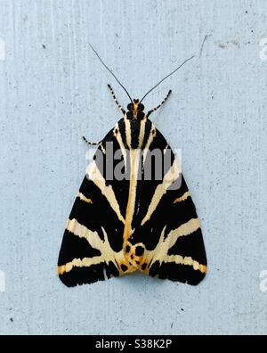 Tiger Moth en août dans mon jardin de Londres sur mon hangar Banque D'Images