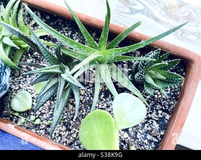 Arrangement mixte succulent et haworthia dans la terre-cotta plantoir. Banque D'Images