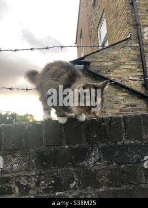 Joli petit tabby doux chaton sur un jardin mur de briques Banque D'Images