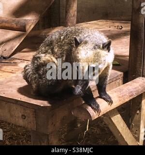 South American Coati, parc à thème familial Woodlands. Totnes, Devon, Angleterre, Royaume-Uni. Banque D'Images