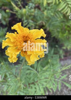 Fleur de marigold lumineuse Banque D'Images