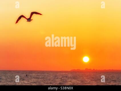 Mouette et coucher de soleil... un mouette survole la mer au coucher du soleil Banque D'Images