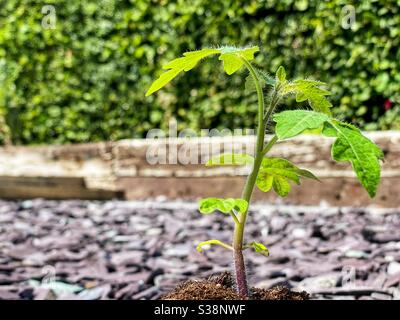 Pousses d'une jeune plante de tomate dans un compost fertile. Personne. Copier l'espace. Banque D'Images