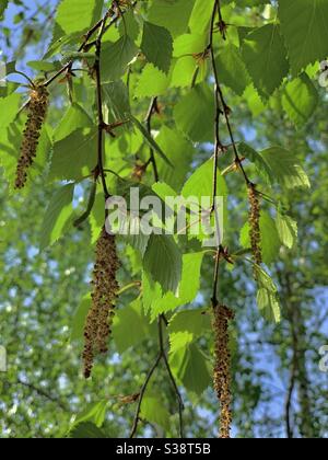 Branche de bouleau avec boucles d'oreilles au printemps. Banque D'Images