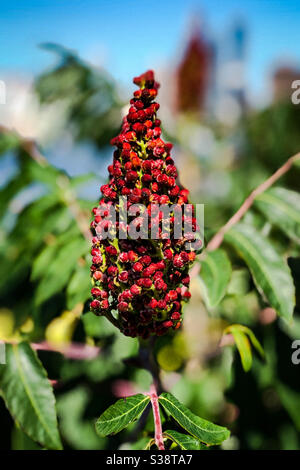 Rhus glabra, le sumac lisse, Banque D'Images