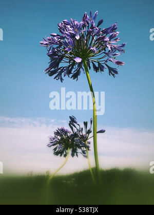 Une fleur d'agapanthus violette Banque D'Images