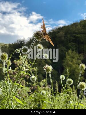 Papillon à la recherche de nourriture Banque D'Images