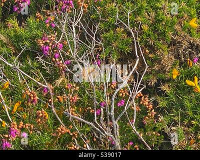 Fleurs sauvages sur les rochers de la côte près de Southstack, Holyhead, Anglesey, au nord du pays de galles Banque D'Images