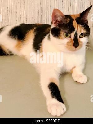 Portrait de beau chat Calico avec les yeux verts magnifiques mais aveugle dans son oeil gauche, domestique ou américain shorthair, secouru petit chaton de 4 semaines qui était déjà aveugle, est maintenant compagnon d'intérieur Banque D'Images