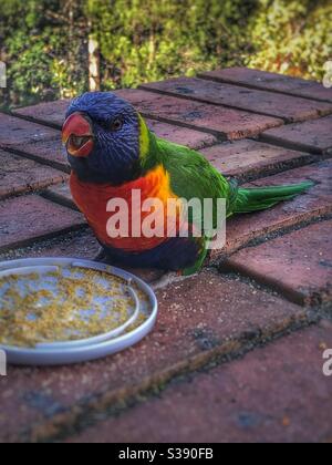 Repas du Lorikeet arc-en-ciel Banque D'Images