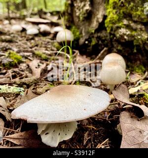 Champignons en ligne sur la porte de la forêt. Banque D'Images